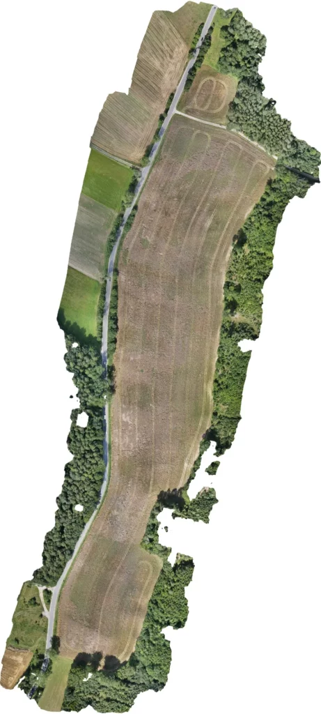 Ortofotomapa plantacji rzepaku wykonana dronem. Materiał wykorzystany do analizy przestrzennego rozmieszczenia szkód.